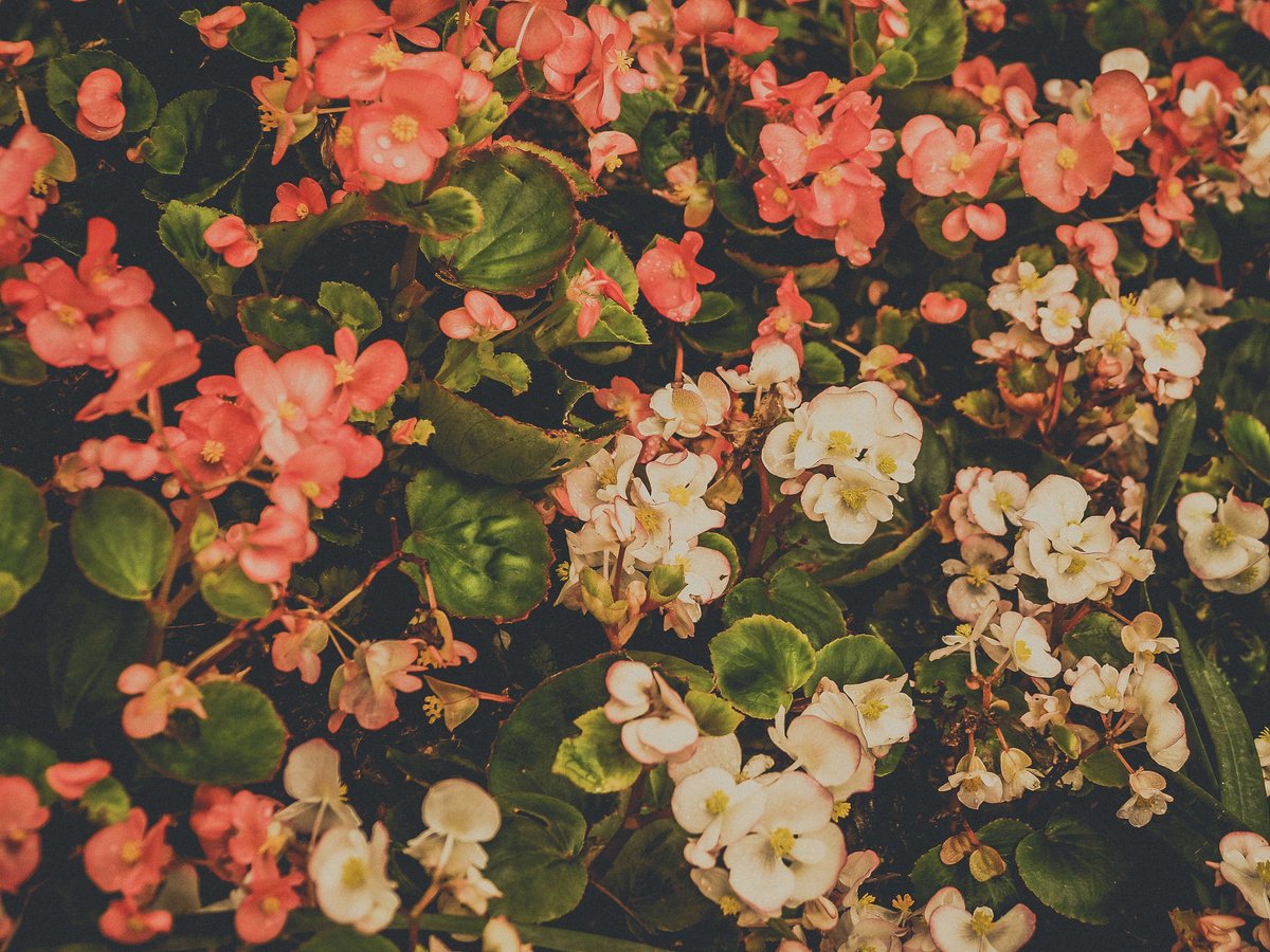 Flower Images  Background